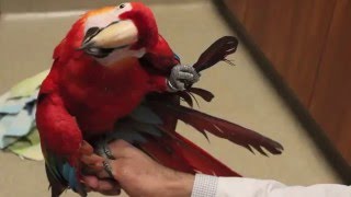 Bird Care at Conejo Valley Veterinary Hospital