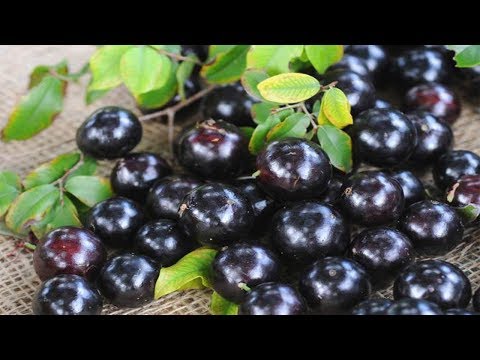 Os 10 Benefícios da Jabuticaba Para Saúde! | Dicas de Saúde