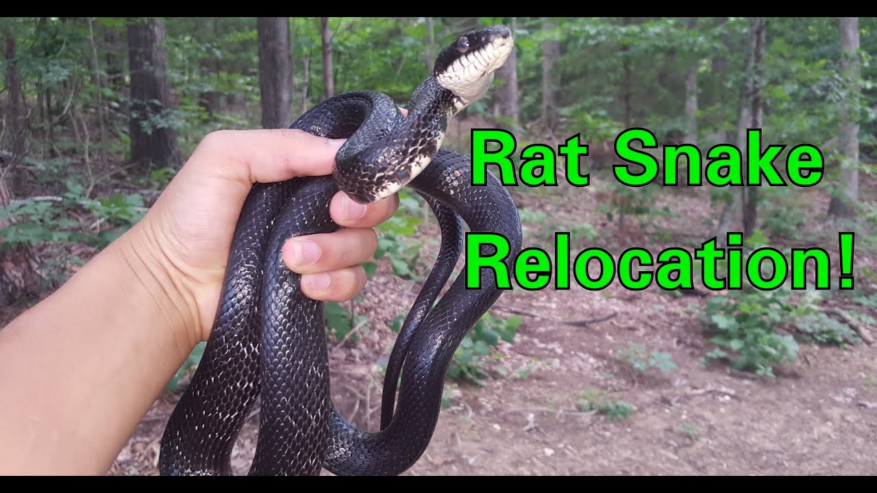 Black Rat Snake Bite Relocation Wild Report Short Youtube
