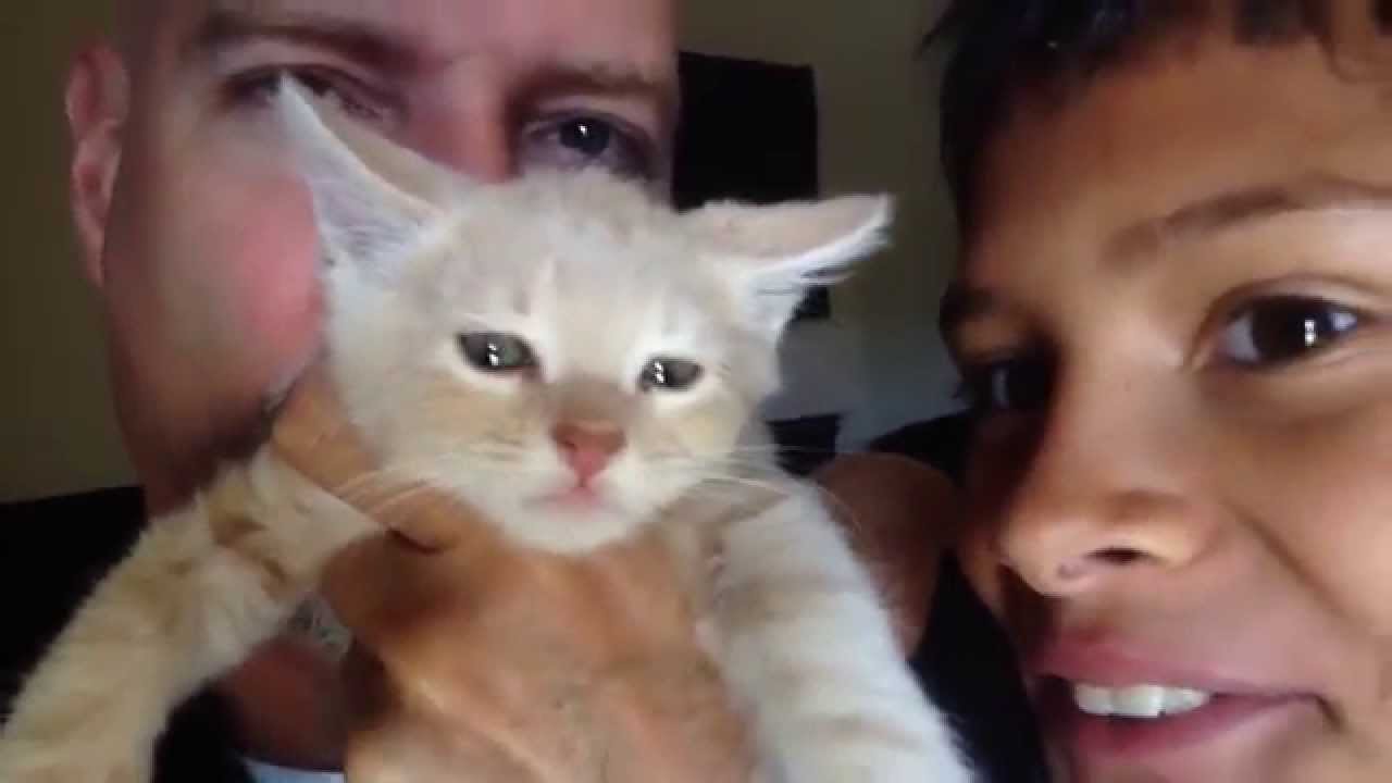 Cute adorable kitten cat video pussy kat test 