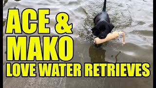 Ace &amp; Mako love to retrieve!