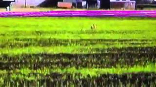 Beyonce coursing