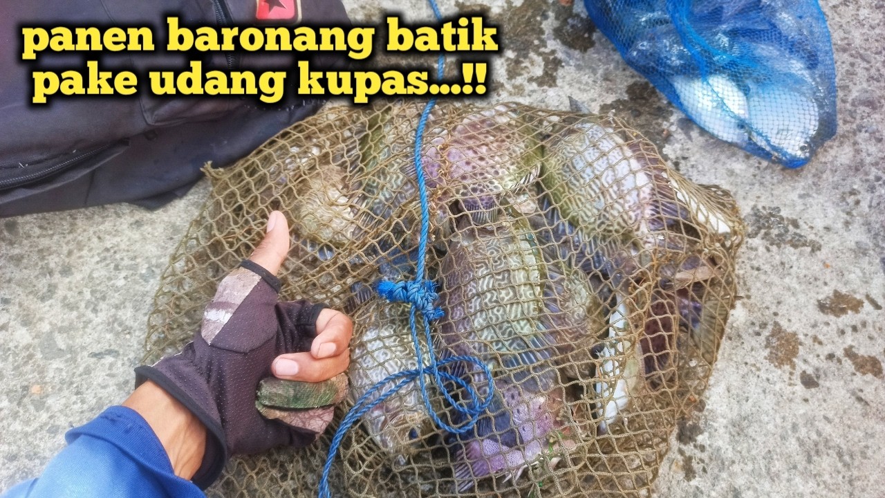 Ikannya mubal..! Strike nonstop di spot andalan | mancing baronang | rabbit fish fishing
