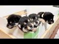 【柴犬 子犬】大脱走を試みる生後20日目の子犬たち