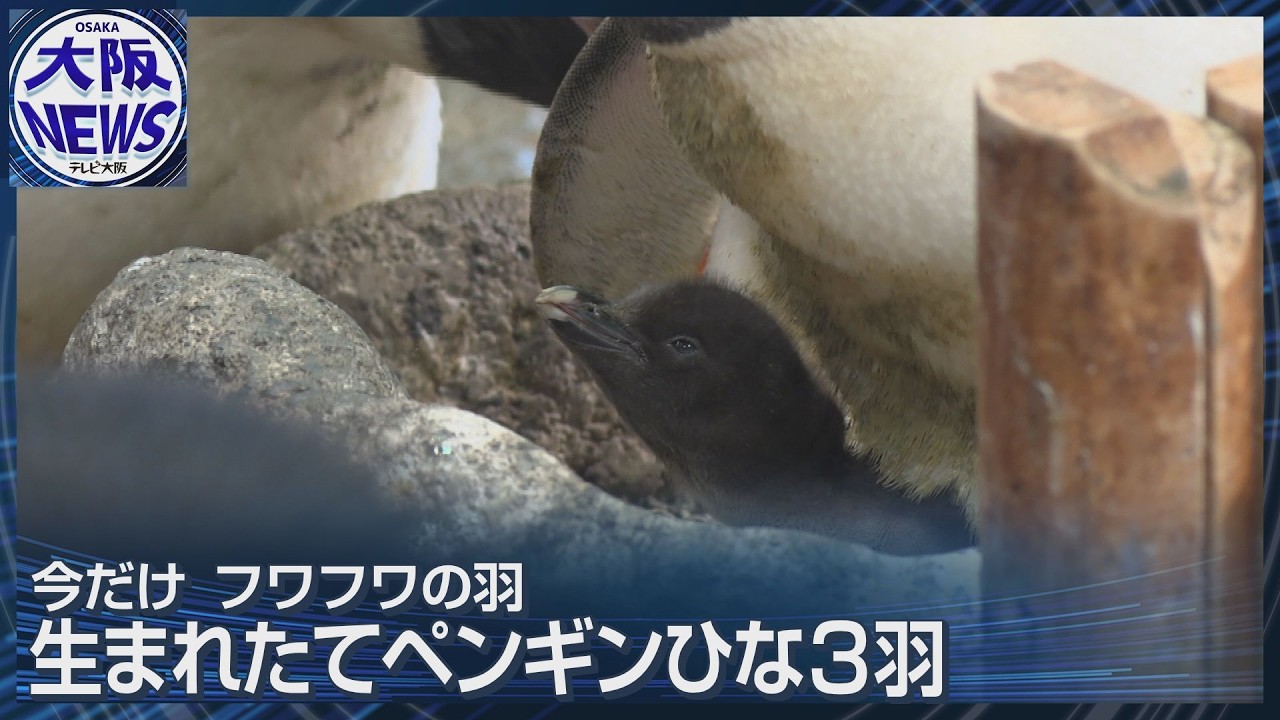 Peek-a-boo Baby Penguins: See Them Only Now at Kaiyukan! - YouTube