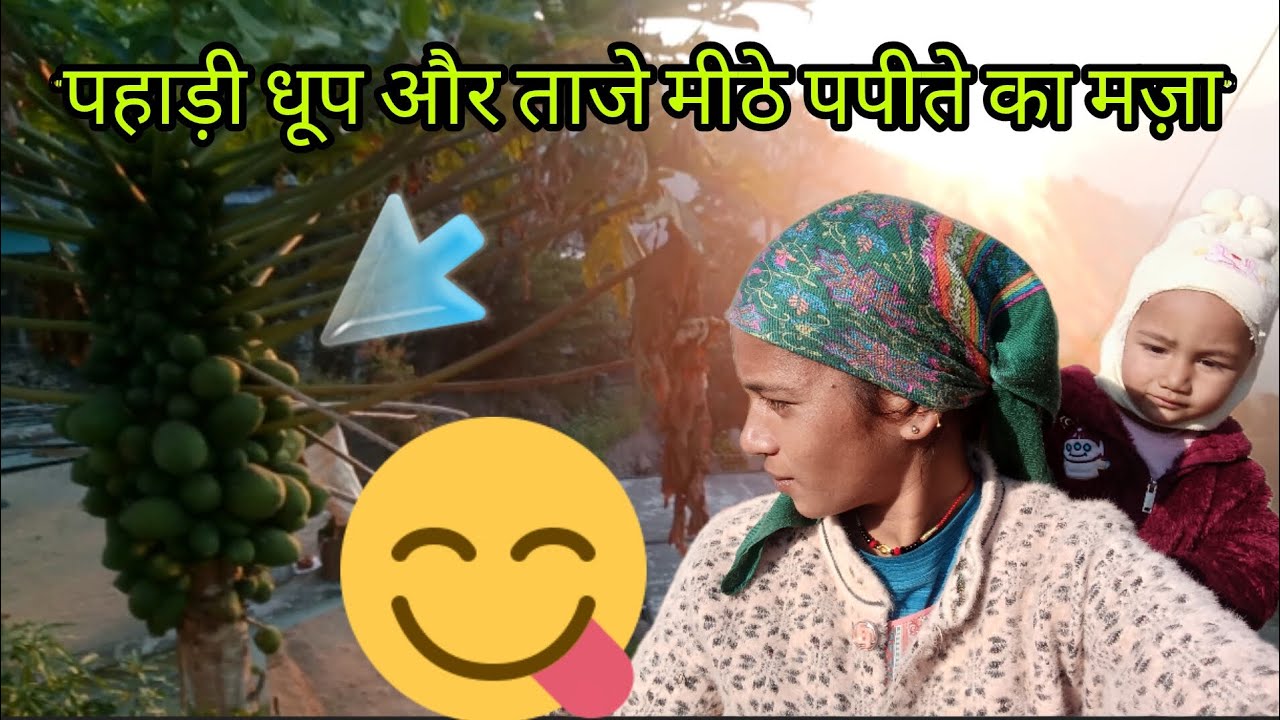 इतने सारे पपीते एक साथ पक गए! 😍