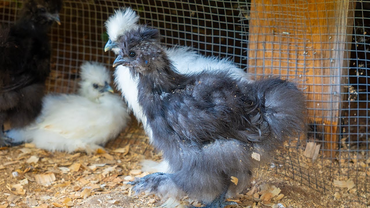 Cute Fluffy Silkie Chickens in the Coop: LIVE