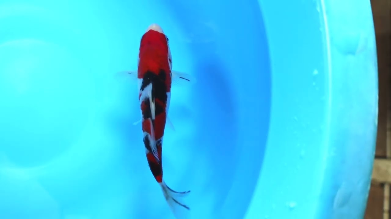 第5回ライブ鯉カップ Part I】260208-084の出品鯉のご紹介！！ - YouTube