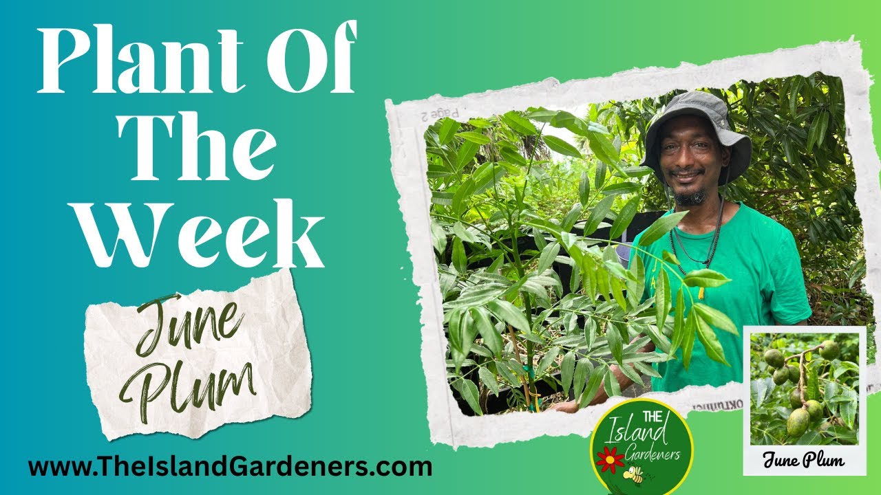 Plant of the Week: June Plum - Why Every Tropical Garden Needs a June Plum Tree!