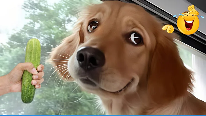 Watch the video about Best Of The Funny Animal Videos 😹🐶 Funniest Cat & Dog Moments Ever Recorded 🤣