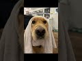 My dog HATES towel drying 😭 #usa #usa🇺🇸 #viral #ad #sponsored