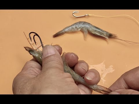 Video How To Hook Shrimp on Double Hooks - طعم الروبيان... - youtube