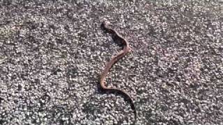 Snake