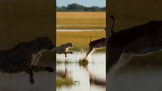 Cheetah Attempts to Catch Young Red Lechwe Near Water Real Wil