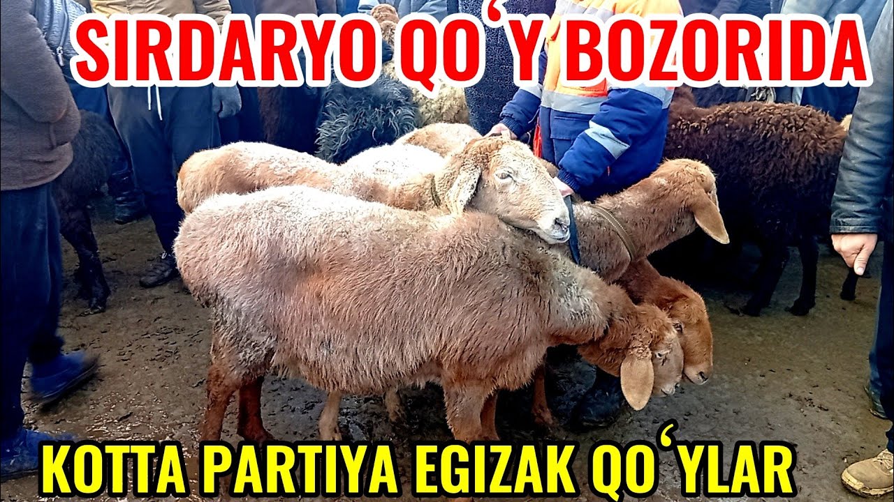 SIRDARYO QOʻY BOZORIDAGI BUGUNGI NARXLAR DAXSHAT BOʻLDI TANISHAMIZ 🐏🐐🐑