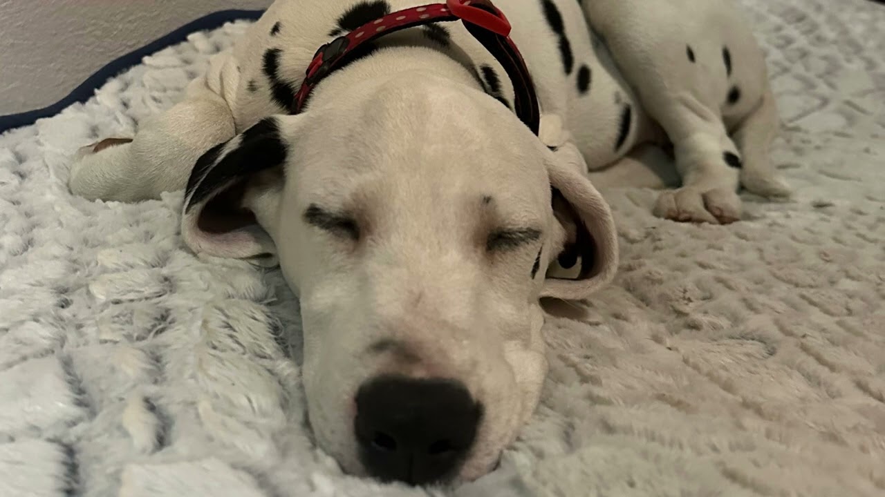 Allison - The sun is shining again maybe 