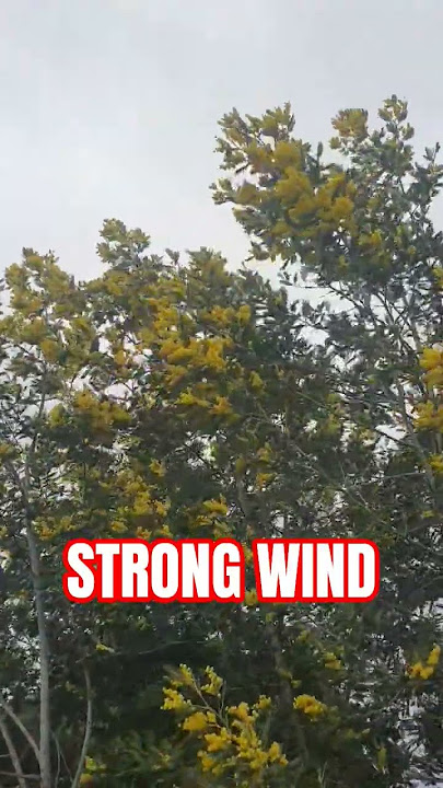 STRONG WIND #shortvideo #windy