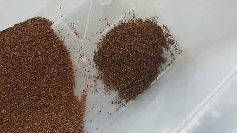 buckwheat processing video