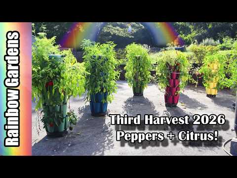 Third Pepper Harvest 2026! + A Peek at the Citrus