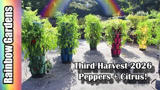 Third Pepper Harvest 2026! + A Peek at the Citrus