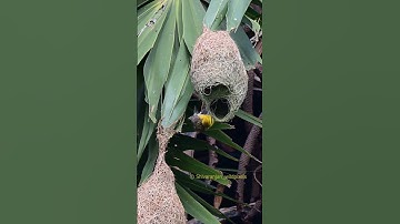 Witness the Baya Weaver’s Dance Around Its Nest