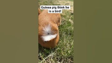 Guinea pig thinks he’s a bird! #pets #dog #funny #guineapig #cat