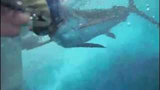 Fishing How to: Release Sailfish Healthy, | fly and fish tv w/ Captain Fraser Simpson