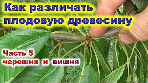 Плодовая древесина на вишне и черешне