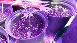 CLONING WITH OUT ROOTING HORMONES!!!!!!!!!