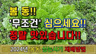 2024년 봄동 이때 심으면 맛있습니다(심는 시기, 재배 방법, 병해충 방제)