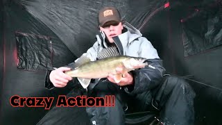 Fox River Walleyes (1-21-26)