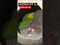 बजरी तोतों से अंडे लेने का असली तरीका 🥚 | Budgies Breeding Tips 2026 🐣#shorts #birds #budgies #viral