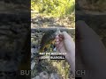 Subscribers Picked This! 🎣 Creek FISHING for bass & Bluegill #fishing