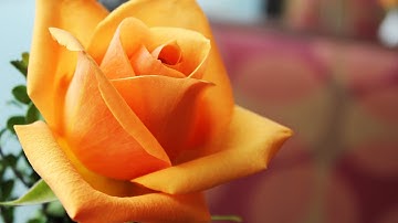 55. Surah ar Rahman (The Most Gracious) - Abdur Rahman Al Ossi سورة الرحمن