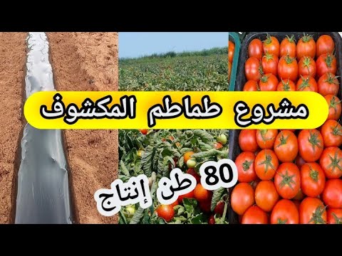 مشروع طماطم مربح في حقول المكشوفة طريقة زراعة مواعيد زراعة