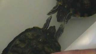 Turtle Mating Dance