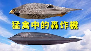 遊隼的速度比子彈快？瞬間爆頭鴨子，擊落鵜鶘，是地球上最快的鳥，猛禽中的轟炸機、生物界的巡航導彈！【動物趣談】Peregrine falcon|the fastest animal