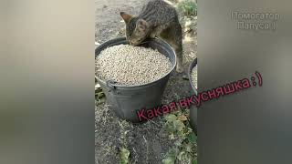 Очень Вкусный Комбикорм 🐈🐕♥️