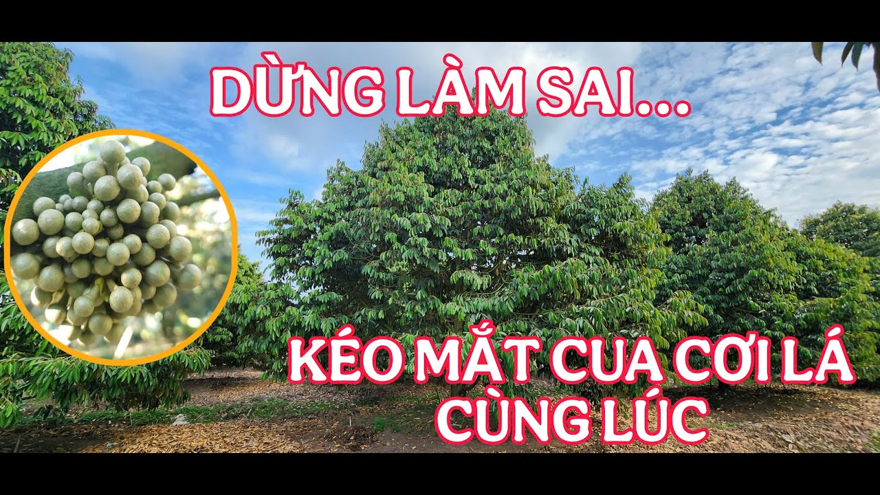 KÉO MẮT CUA VÀ CƠI LÁ CÙNG LÚC 2026 | ACL