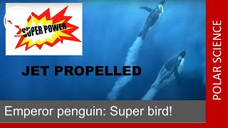Emperor penguin: Super bird! - Peter Fretwell