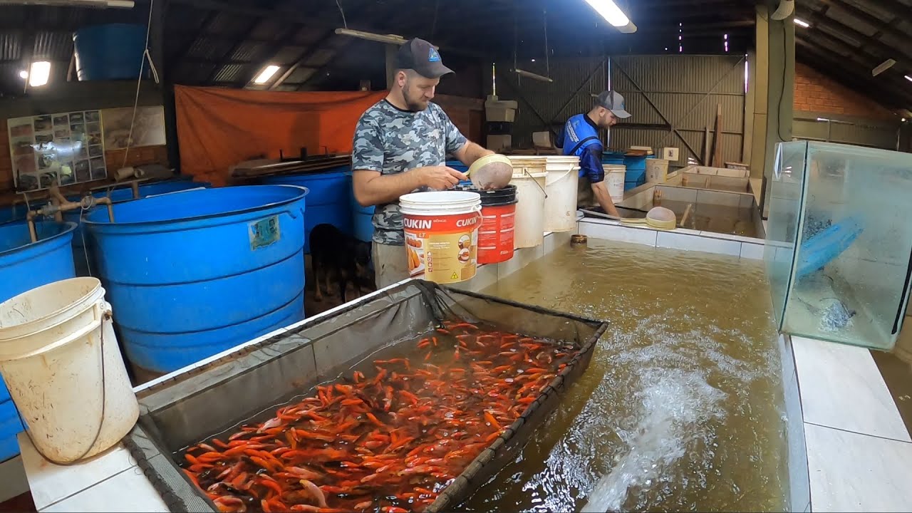 Fizemos a classificação de kinguios cometa + como estão as larvas de koi