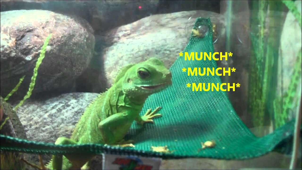 Viv Chinese Water Dragon YouTube