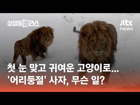 <strong>첫</strong> <strong>눈</strong> 맞고 &amp;#39;어리둥절&amp;#39; 귀여운 고양이가 된 사자, 무슨 일? #월드클라스 / JTBC 상암동 클라스