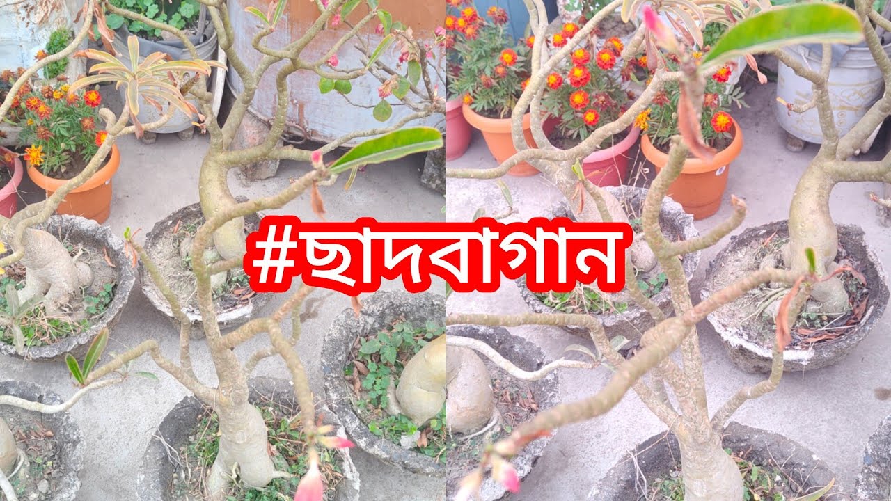 Adenium gachher codex mota korte ,prochur ful pete ai vabe poricharja korun ।