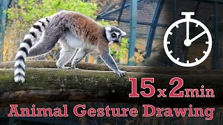 Animal Drawing References #124 - 15x2min poses - Ring-Tailed Lemur by Animal Drawing References 7 views 21 hours ago 31 minutes