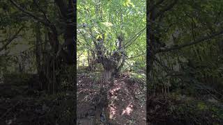 Armenia Syuniq Kapan Vachagan River 26.07.2025.