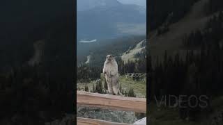 Marmot Scream funny π. #funnypets #marmotscream #animalslover