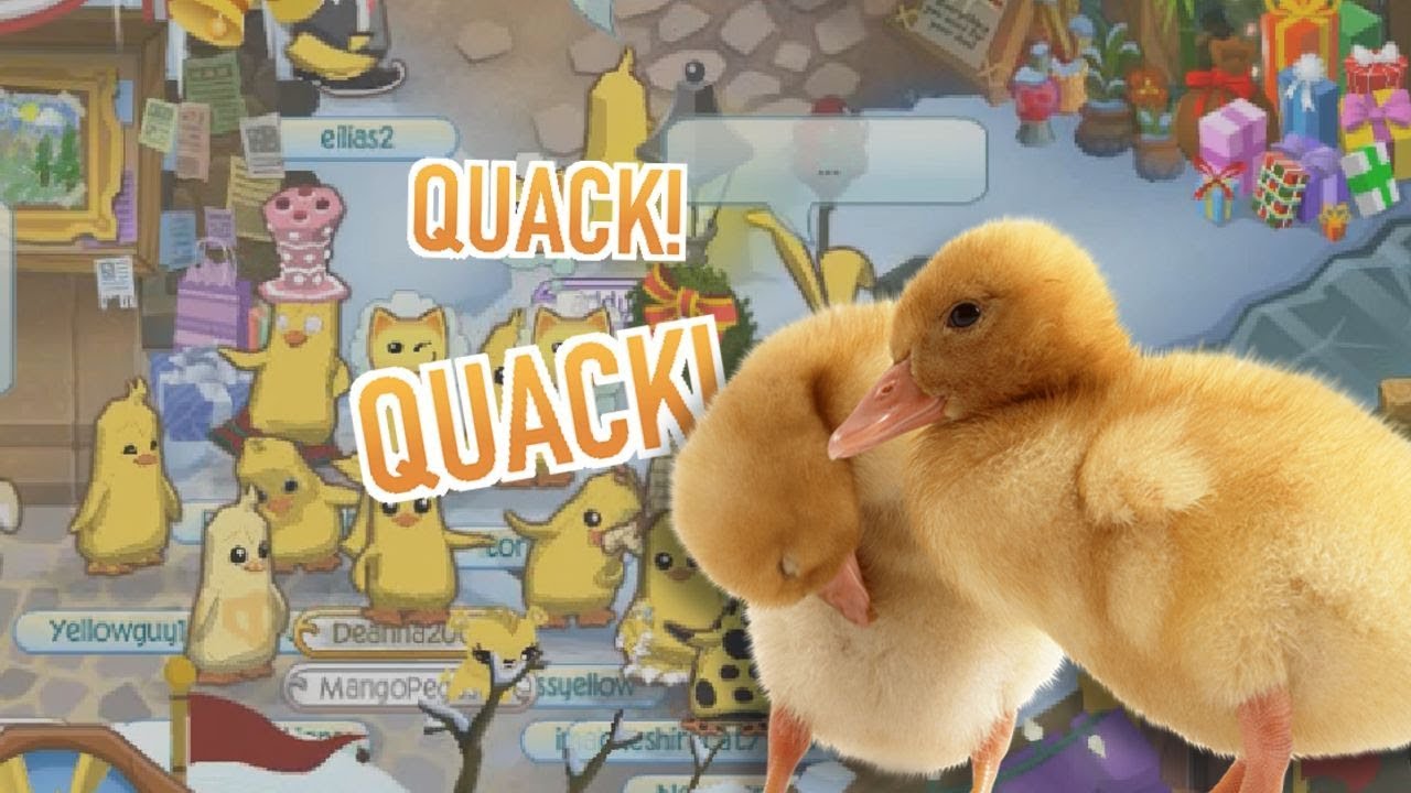 Animal Jam The Ducks are Invading!!! YouTube