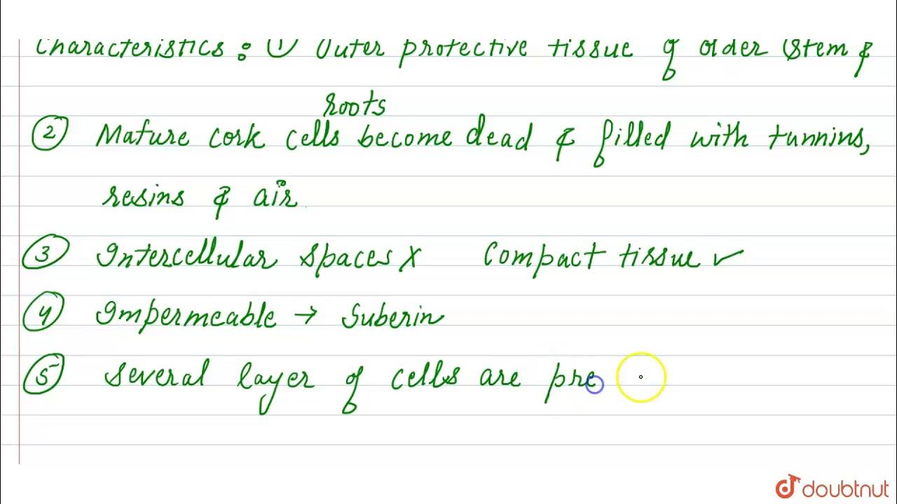 List the characteristics of cork. How is it formed? Mention its role