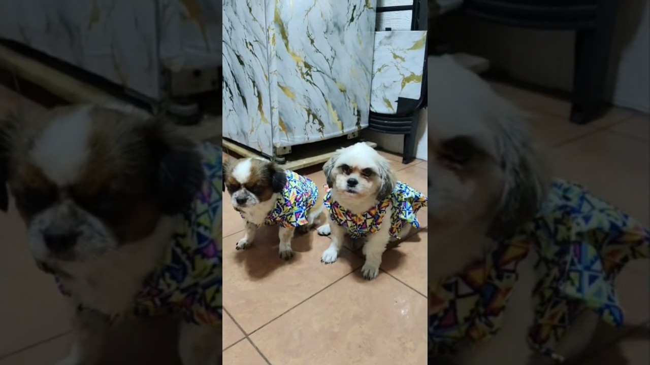 DIY CLOTHES FOR MY FURBABY 30 PESOS UKAY UKAY